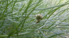 Apochima flabellaria