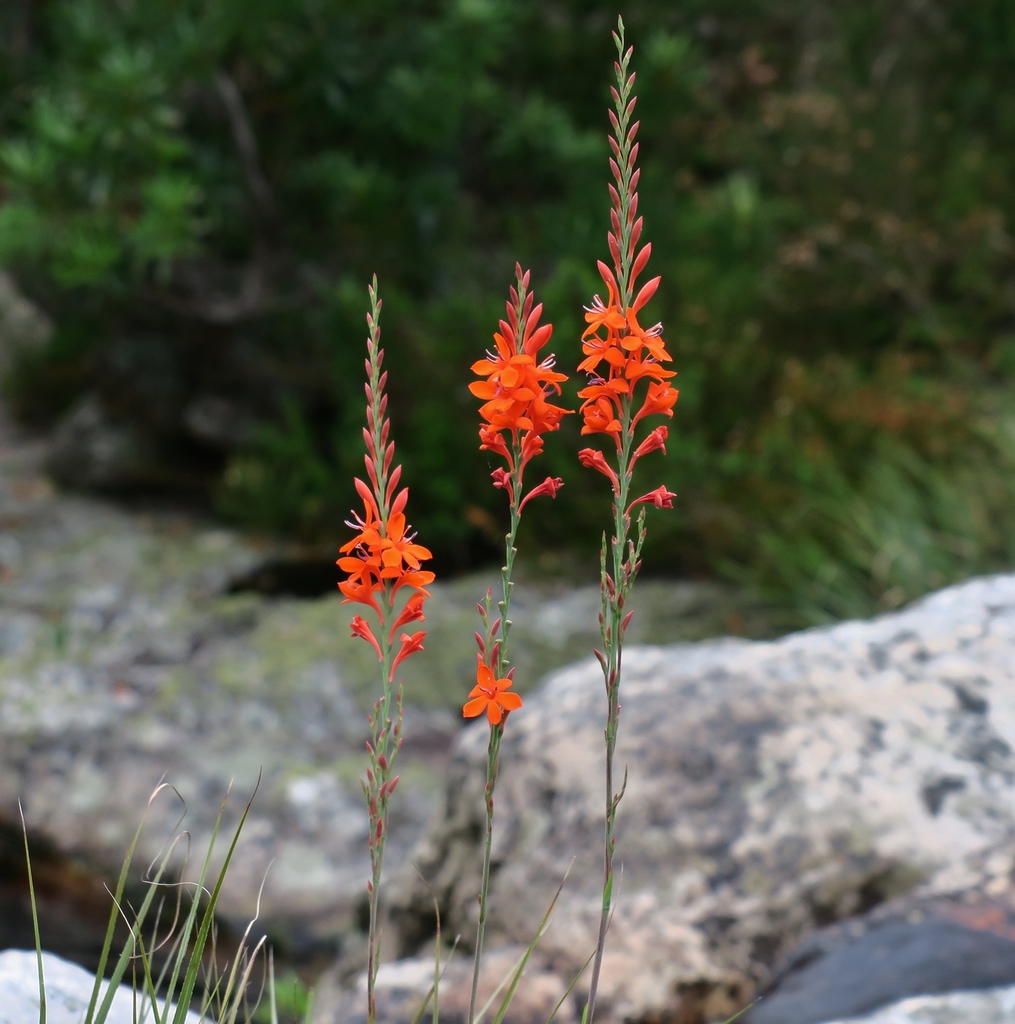 Slender Watsonia