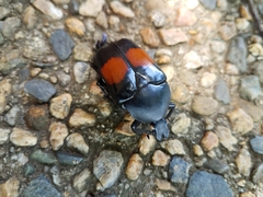 Dilochrosis balteata