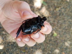 Dilochrosis balteata