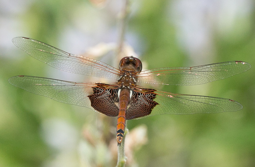 Carolina Saddlebags