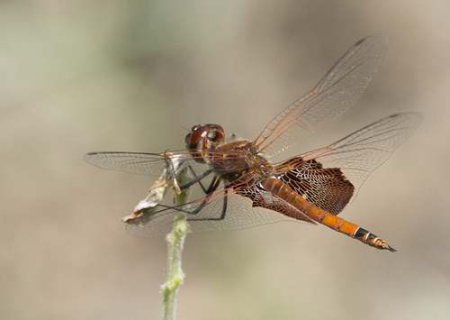 Carolina Saddlebags