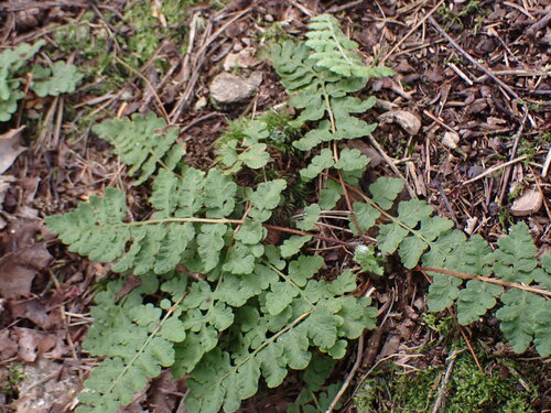 Woodsia ilvensis iNat (1)