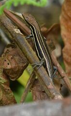 Kopstein's Emo Skink photo 5