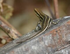 Kopstein's Emo Skink photo 2