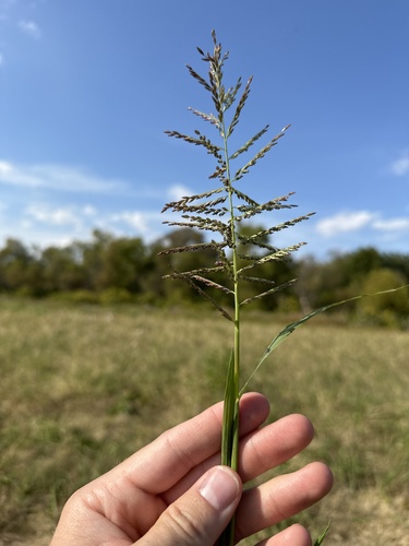 Amazon sprangle-top (Dinebra panicoides) · iNaturalist