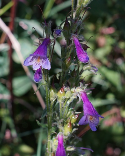 Image of Penstemon metcalfei by (c) Andrew Tree, some rights reserved (CC BY)