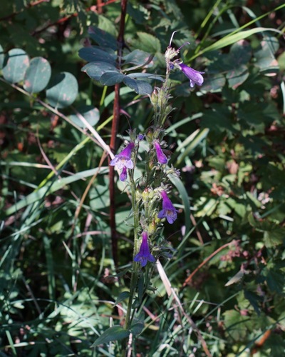 Image of Penstemon metcalfei by (c) Andrew Tree, some rights reserved (CC BY)