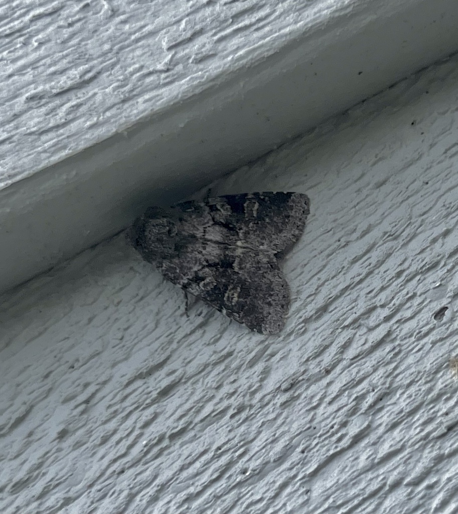 Small Brocade