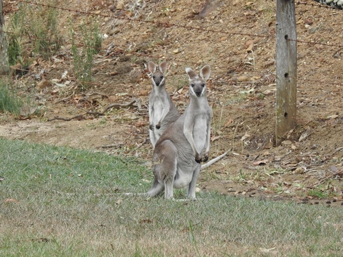 Whiptail Wallaby, photo 7 of 9