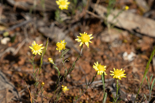 Orange Sunray (Hyalosperma semisterile)