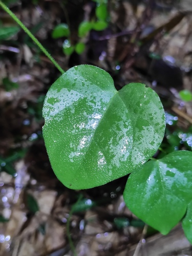 Cocculus orbiculatus iNat (1)
