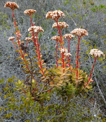 Crassula rubricaulis Eckl. & Zeyh.
