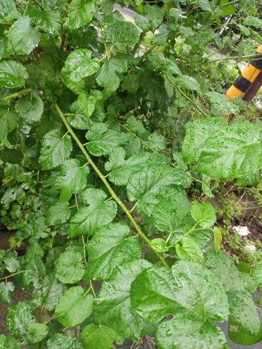 white mulberry