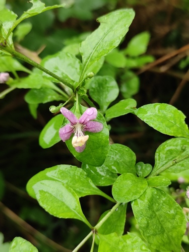 Chinese teaplant