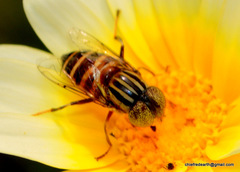 Eristalinus