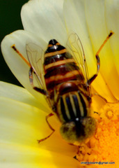 Eristalinus