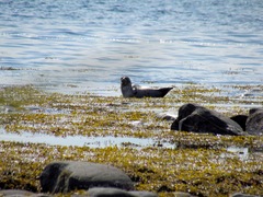 Pusa hispida hispida