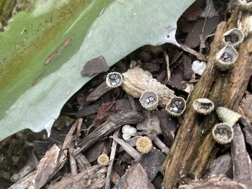 Cyathus stercoreus image