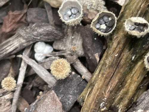 Cyathus stercoreus image