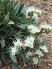 Phacelia egena