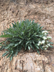 Phacelia egena