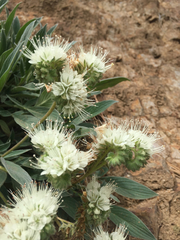 Phacelia egena