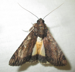Ulotrichopus variegatus