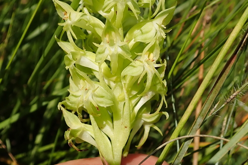 Image of Habenaria dregeana by no rights reserved
