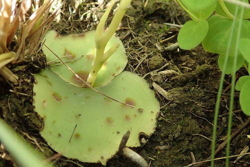 Image of Small Green Ghost Orchid (Habenaria dregeana) by no rights reserved