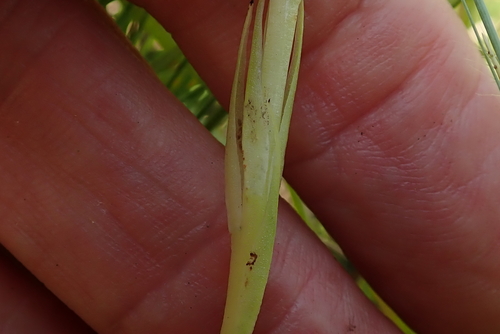 Image of Habenaria dregeana by no rights reserved