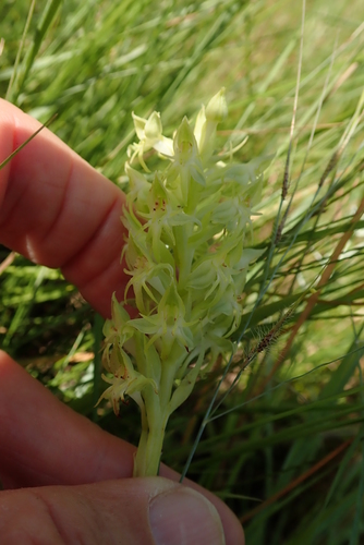 Image of Small Green Ghost Orchid (Habenaria dregeana) by no rights reserved