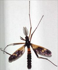 Pselliophora flavibasis
