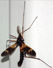 Pselliophora flavibasis