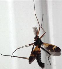 Pselliophora flavibasis