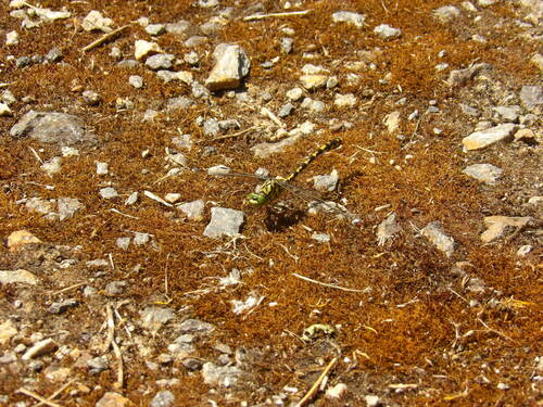 Onychogomphus forcipatus