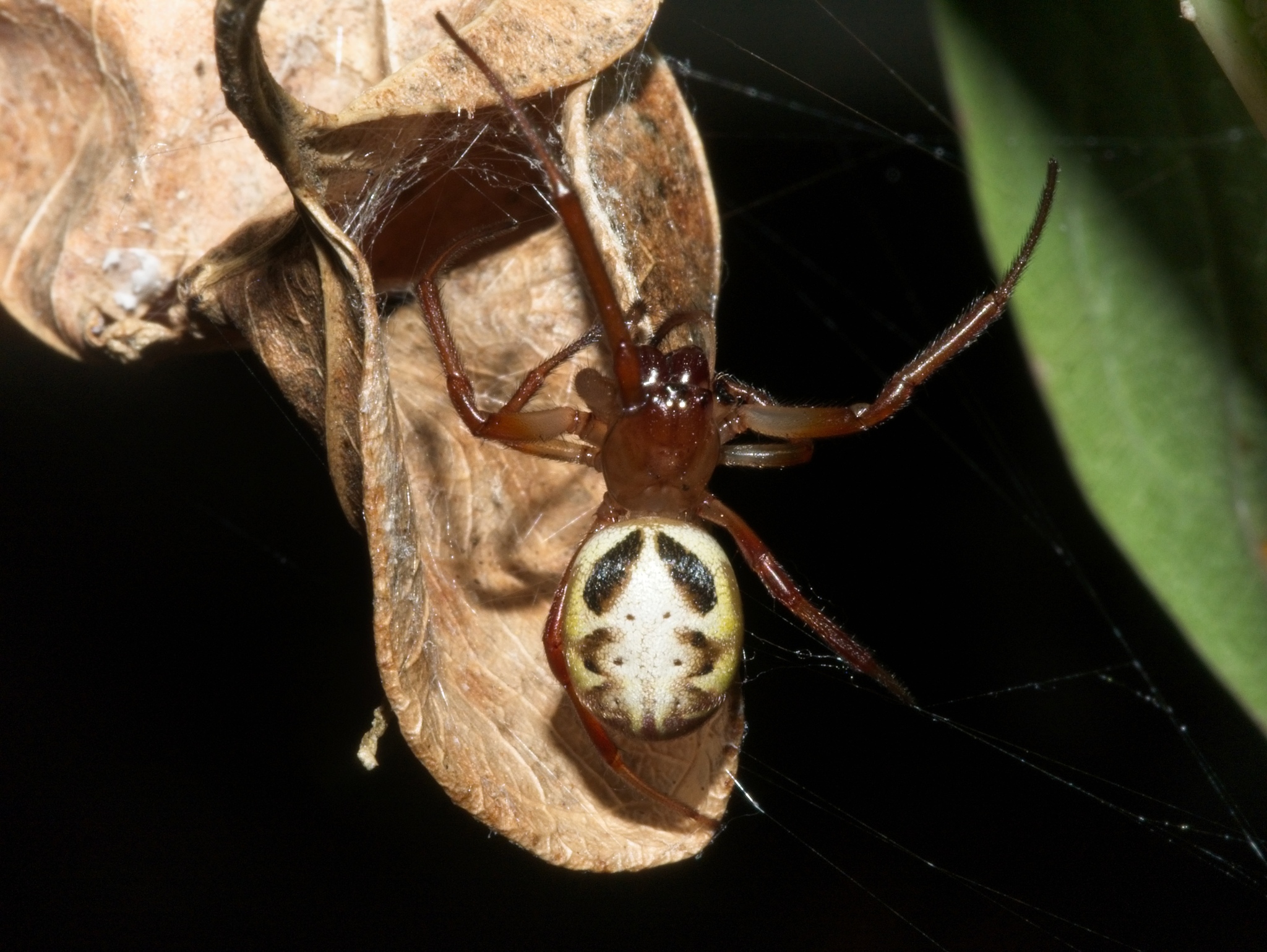File:Slack leaf curling spider (3375407106).jpg - Wikimedia Commons