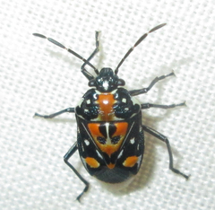 Stenozygum alienatum