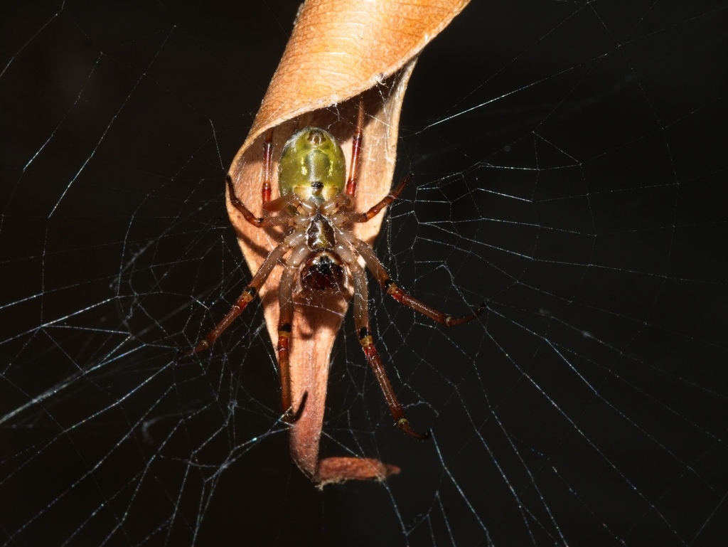 File:Slack leaf curling spider (3375407106).jpg - Wikimedia Commons