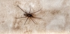 Liocranum rupicola