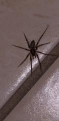 Liocranum rupicola