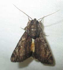Ulotrichopus variegatus