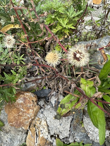 Image of Picris japonica by (c) 岸本年郎, some rights reserved (CC BY)
