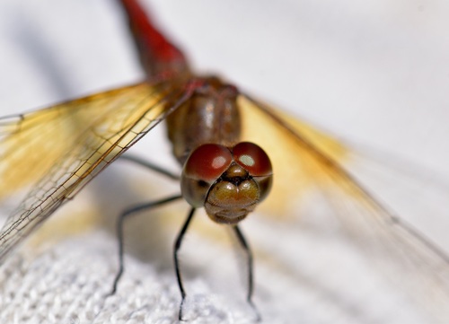 Band-winged Meadowhawk (Sympetrum semicinctum), a species recorded in Utah