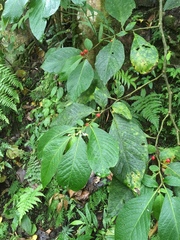 Lycianthes radiata