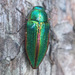 Buprestis salisburyensis - Photo (c) jdietrch, some rights reserved (CC BY-NC)