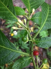 Lycianthes radiata