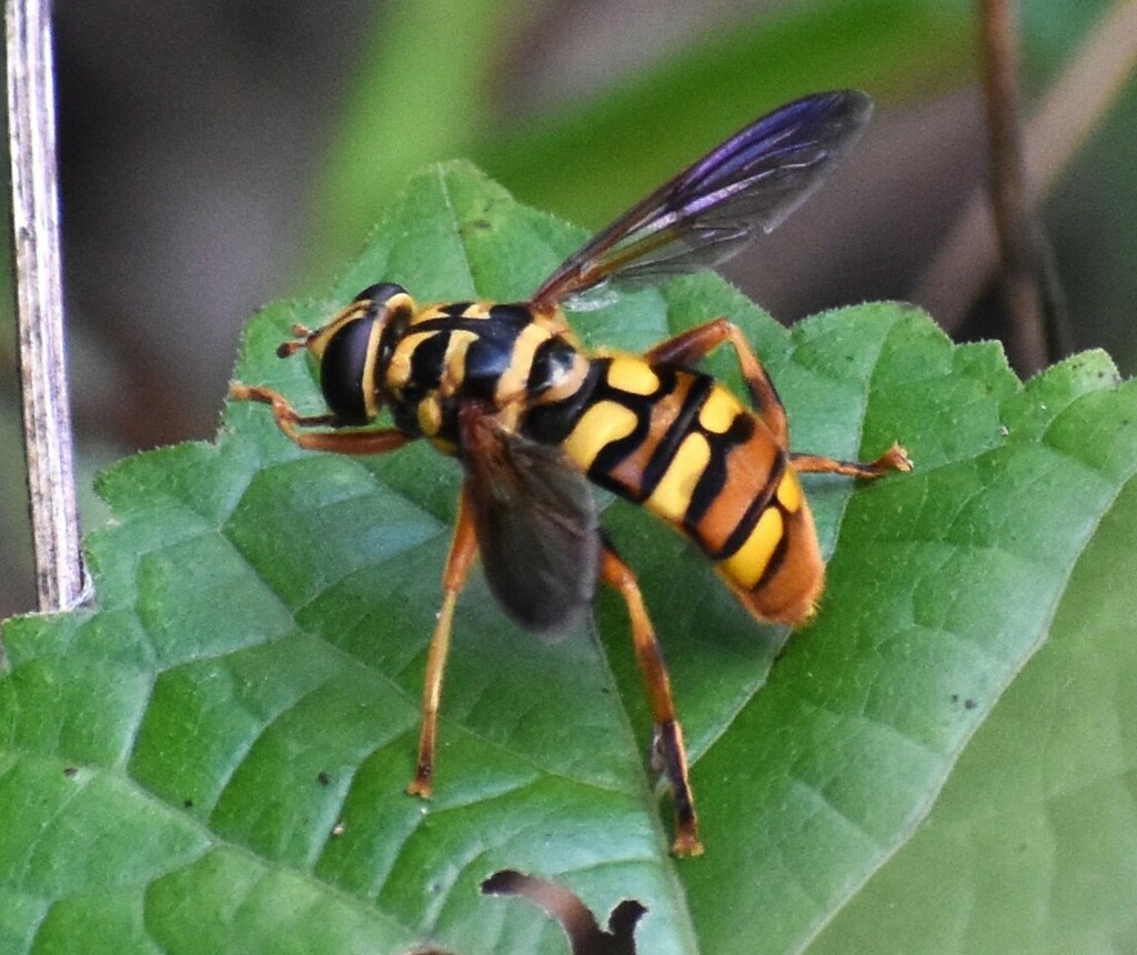 Virginia Giant Hover Fly from Ravenel, SC, USA on September 12, 2023 at ...