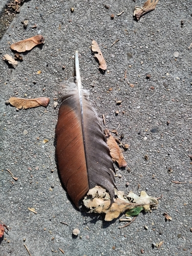 Plume de Ouette d'Égypte
