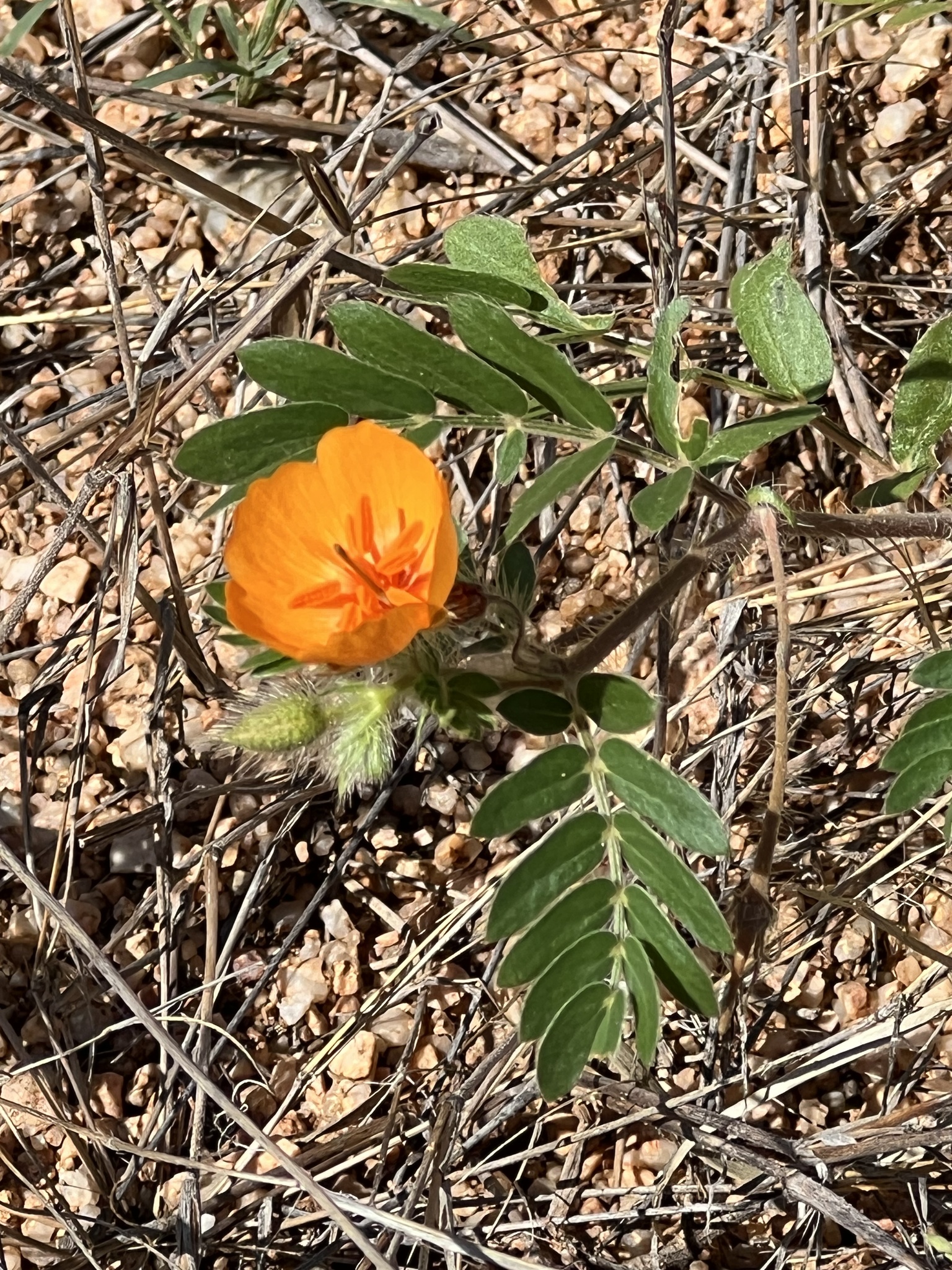 arizona poppy